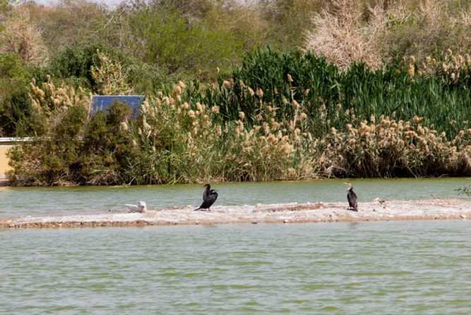 What to do in Eilat: 3 Natural Parks - Travel Geekery