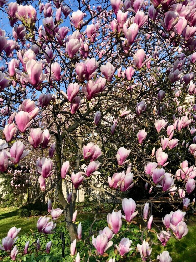 A stunning magnolia tree covered in soft pink and white blossoms fills the frame. Sunlight filters through the branches, illuminating the delicate petals against a clear blue sky.