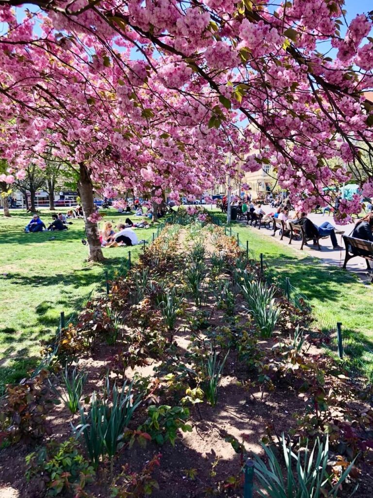 A stunning view of a park in Jiřího z Poděbrad Square, where cherry blossom trees arch over the garden pathways. The soft pink flowers contrast with the lush greenery, making for a perfect spring day in Prague.