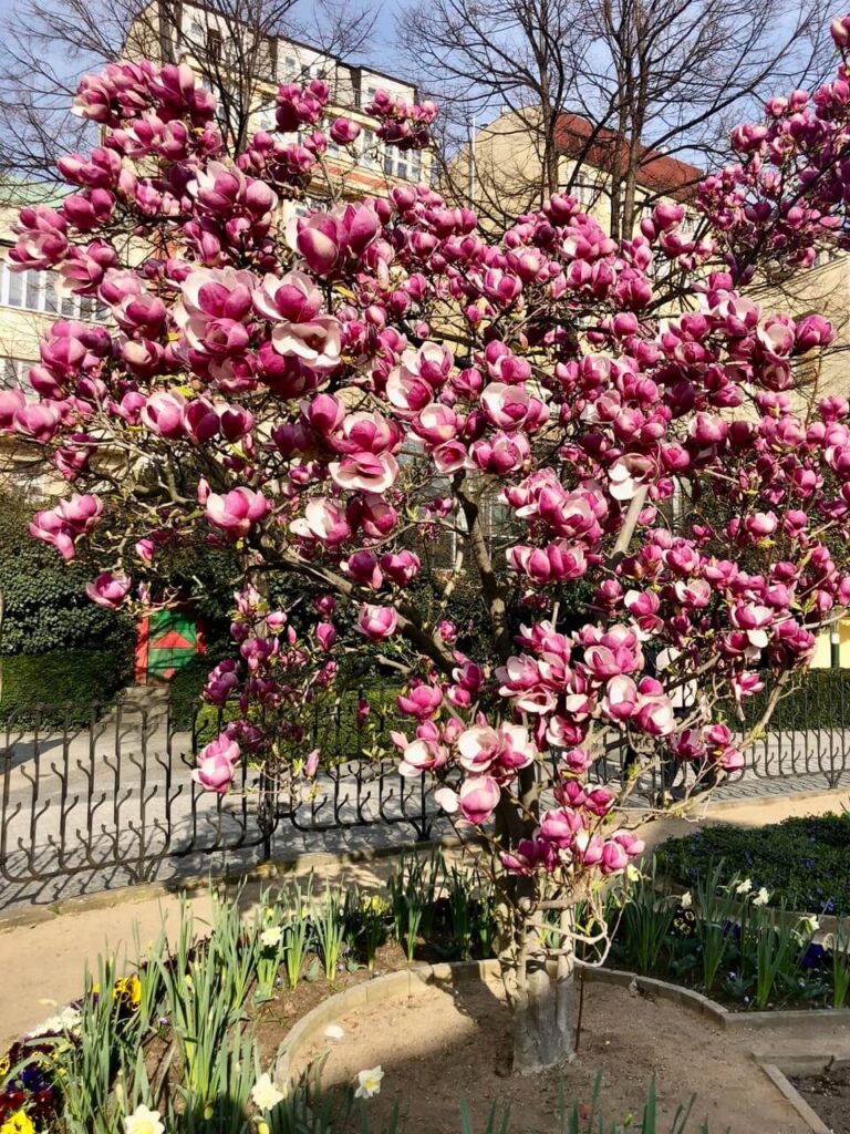 A magnificent pink magnolia tree in full bloom stands in the peaceful Františkánská Garden. The delicate blossoms contrast against the surrounding buildings, marking the arrival of spring in Prague.