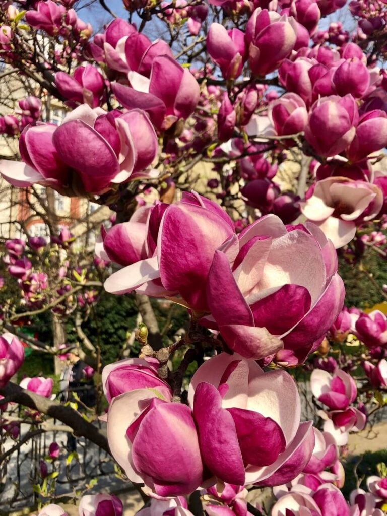 A close-up of deep pink magnolia blossoms unfolding against a clear blue sky. The intricate details of the petals highlight the vibrant beauty of spring in Prague.