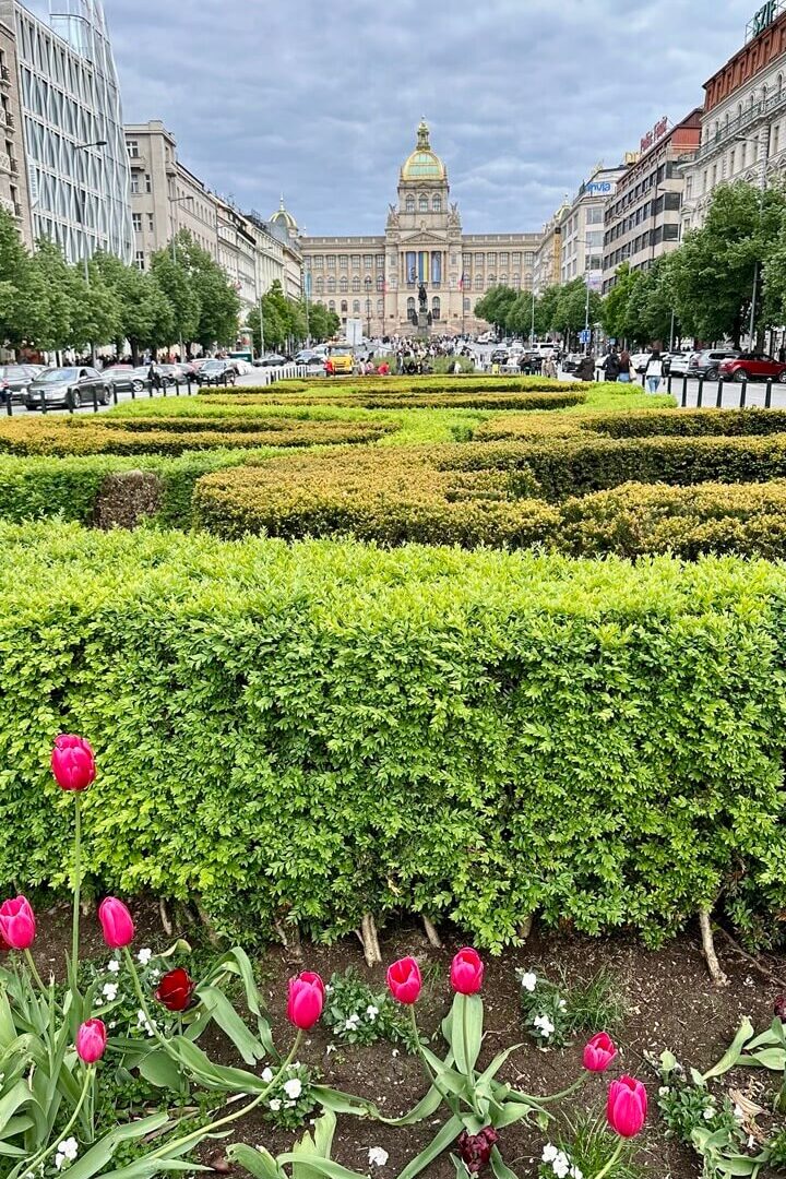 A beautifully manicured garden with blooming pink tulips leads toward the grand National Museum in Prague. The cloudy spring sky contrasts with the vibrant greenery, creating a picturesque urban landscape.