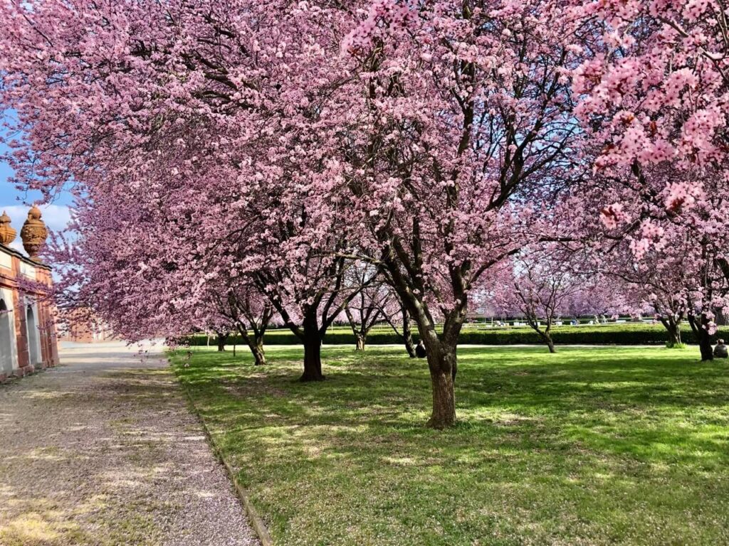 A perfectly aligned row of cherry blossom trees in full bloom creates a magical spring scene at Troja Château park. The soft pink petals contrast against the green grass and a historical garden wall.