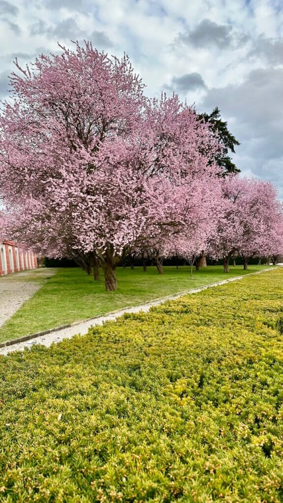 A breathtaking row of cherry blossom trees in full bloom lines the garden paths of Troja Château. The vibrant pink flowers contrast against the cloudy sky, marking the beauty of spring in Prague.